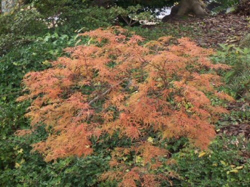 Acer palmatum 'Baby Lace' - mapleridgenursery