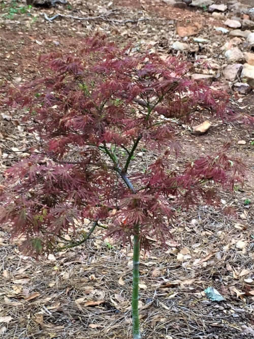 Acer palmatum 'Baldsmith' - mapleridgenursery