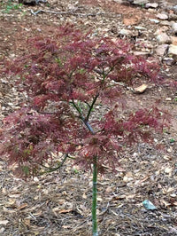 Thumbnail for Acer palmatum 'Baldsmith' - mapleridgenursery