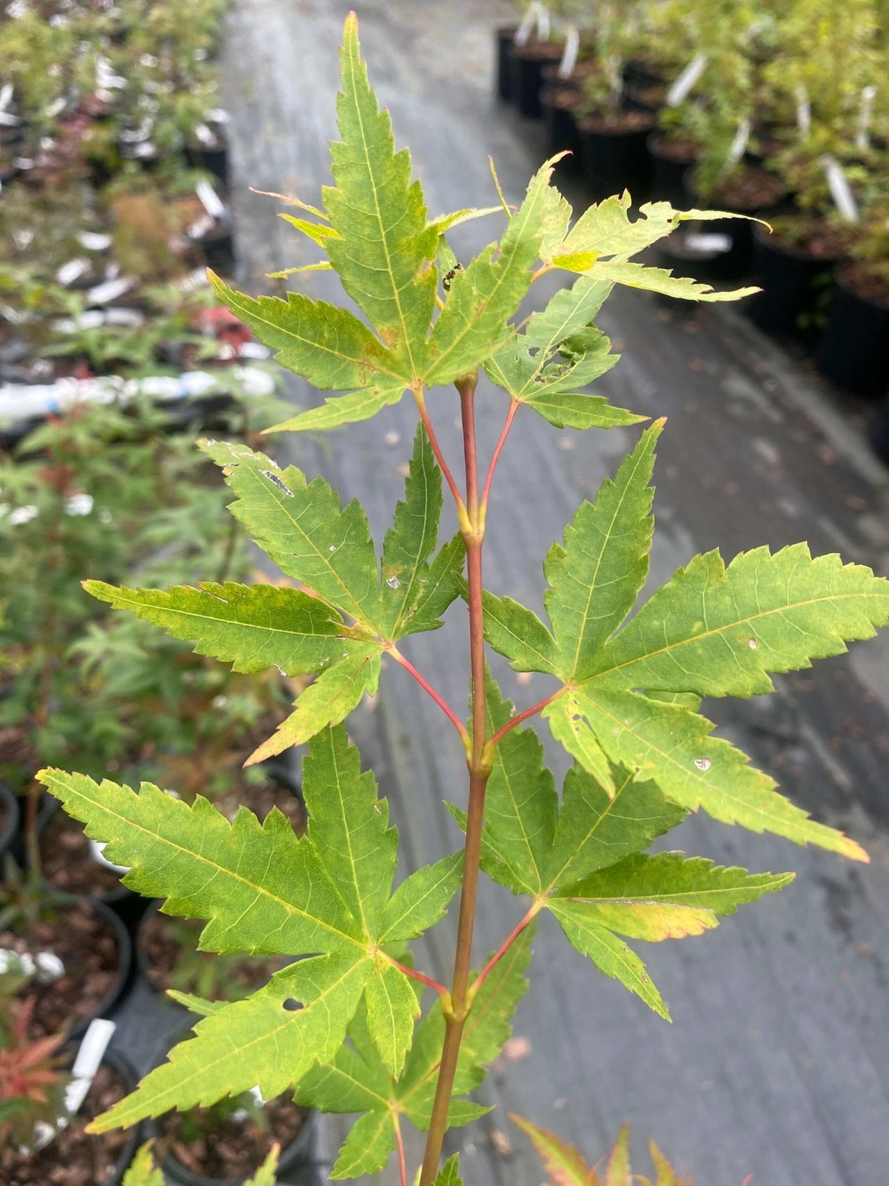 Acer palmatum 'Baton Rouge' - mapleridgenursery