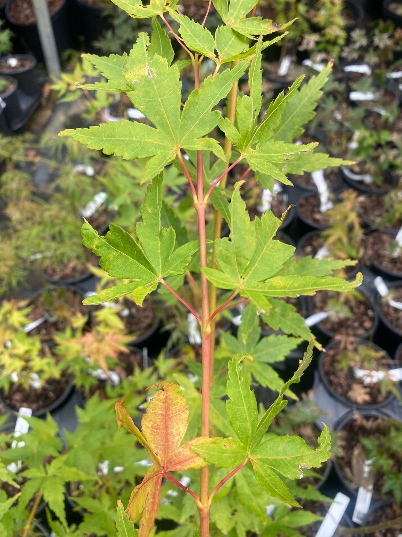 Acer palmatum 'Baton Rouge' - mapleridgenursery
