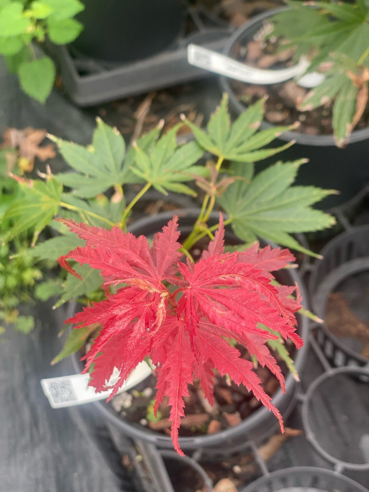 Acer palmatum 'Beni gasa' - Maple Ridge Nursery