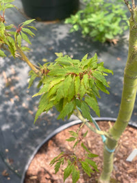 Thumbnail for Acer palmatum 'Beni hagaromo' - mapleridgenursery