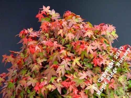 Acer palmatum 'Beni hime' - mapleridgenursery