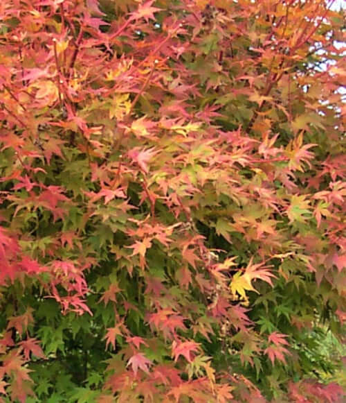 Acer palmatum 'Beni kawa' - mapleridgenursery