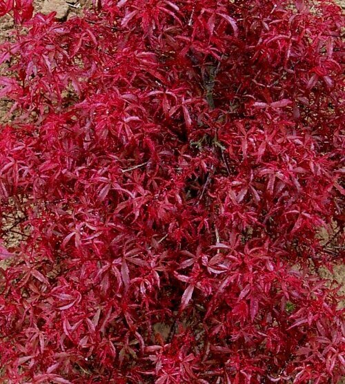 Acer palmatum 'Beni komachi' - mapleridgenursery