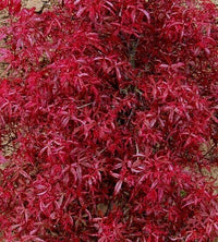 Thumbnail for Acer palmatum 'Beni komachi' - mapleridgenursery