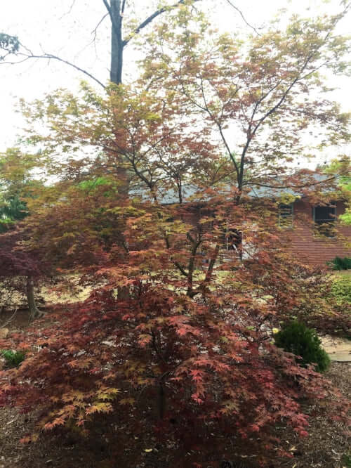 Acer palmatum 'Beni maiko' - mapleridgenursery