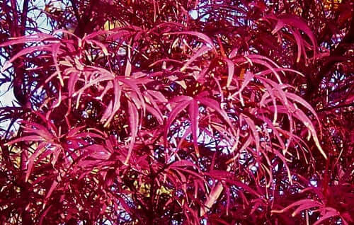 Acer palmatum 'Beni otake' - mapleridgenursery