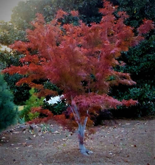 Acer palmatum 'Beni otake' - mapleridgenursery