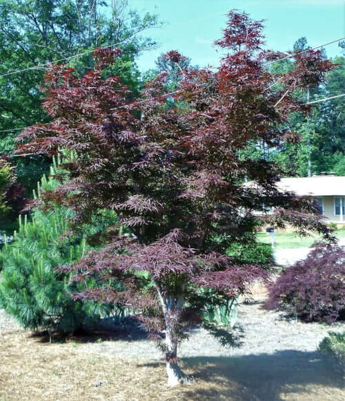 Acer palmatum 'Beni otake' - mapleridgenursery