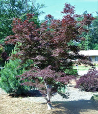 Thumbnail for Acer palmatum 'Beni otake' - mapleridgenursery