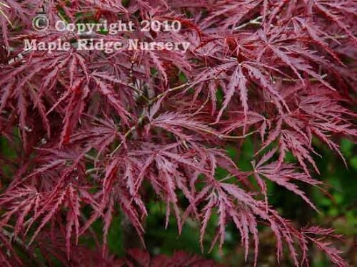 Acer palmatum 'Beni shidare' - mapleridgenursery