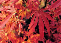 Thumbnail for Acer palmatum 'Beni shien' - mapleridgenursery