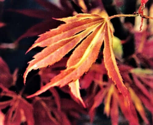 Acer palmatum 'Beni shien' - mapleridgenursery