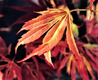 Thumbnail for Acer palmatum 'Beni shien' - mapleridgenursery