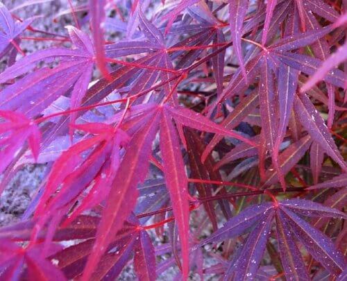 Acer palmatum 'Beni ubi gohan' - mapleridgenursery