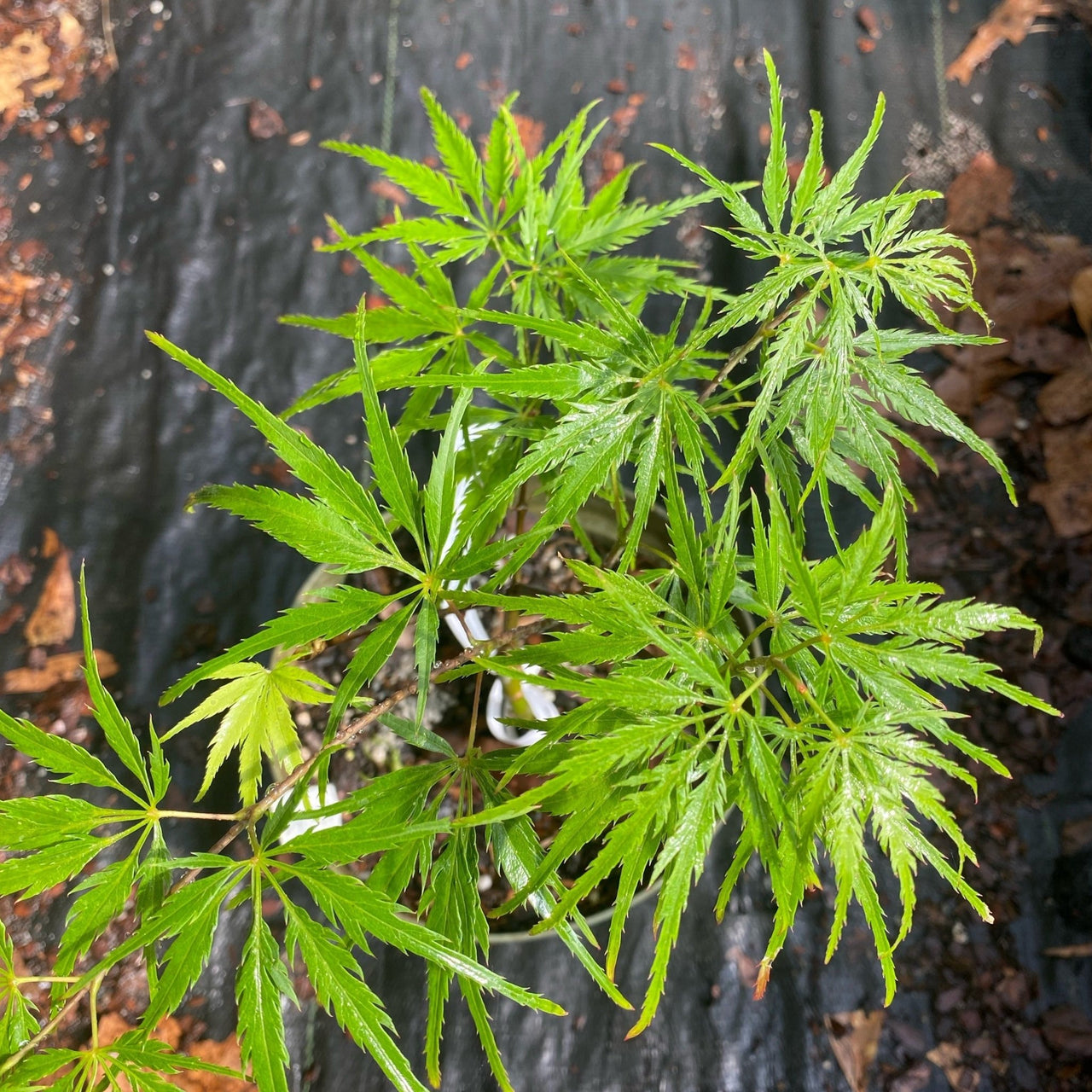 Acer palmatum 'Berrima Bridge' - mapleridgenursery