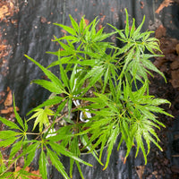 Thumbnail for Acer palmatum 'Berrima Bridge' - mapleridgenursery
