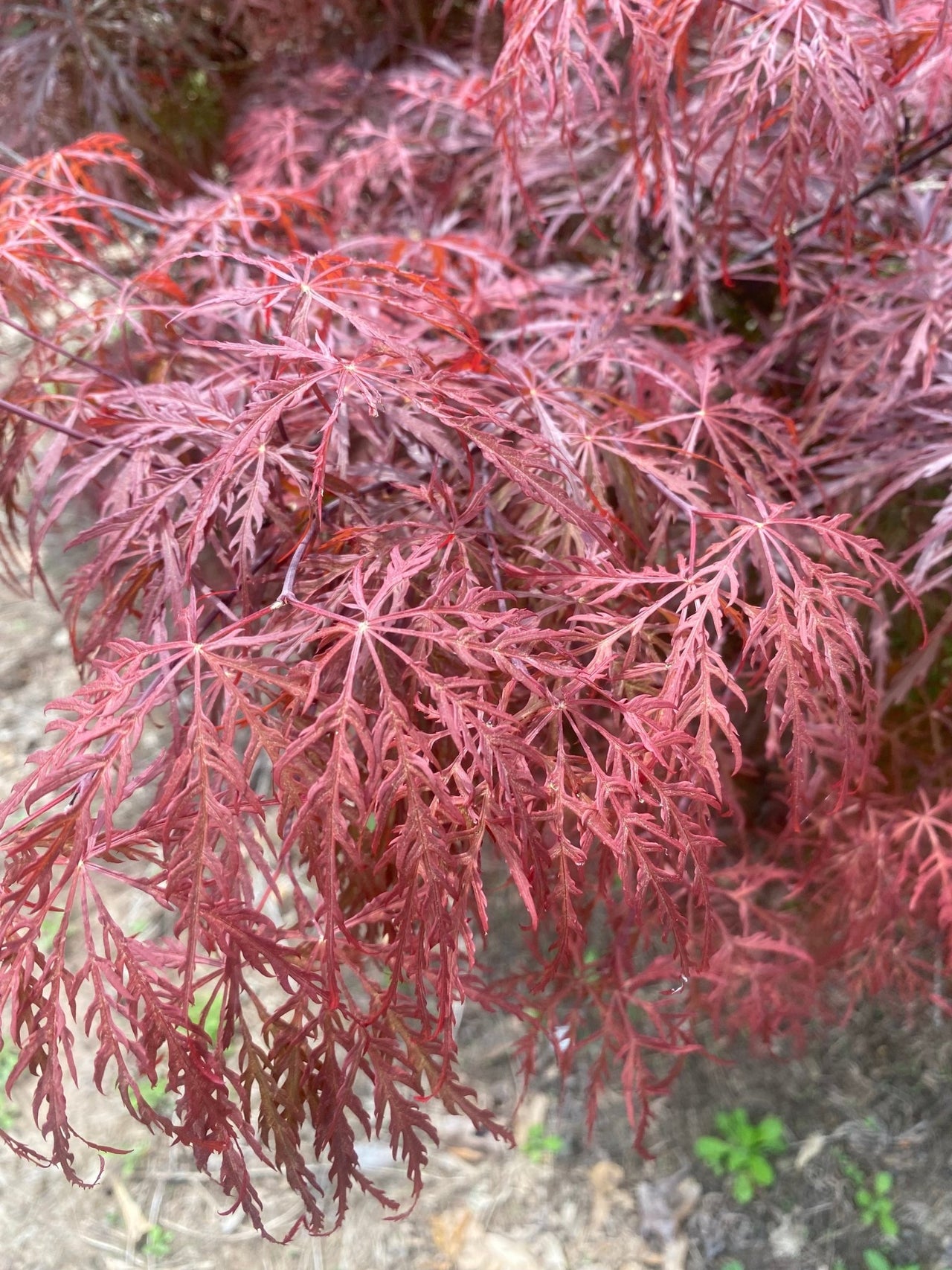 Acer palmatum 'Bewely's Red' Red Lace Leaf Japanese Maple - Maple Ridge Nursery