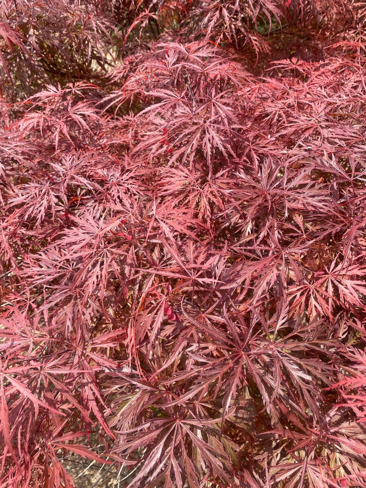 Acer palmatum 'Bewely's Red' Red Lace Leaf Japanese Maple - Maple Ridge Nursery