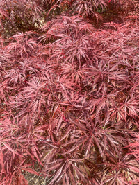 Thumbnail for Acer palmatum 'Bewely's Red' Red Lace Leaf Japanese Maple - Maple Ridge Nursery