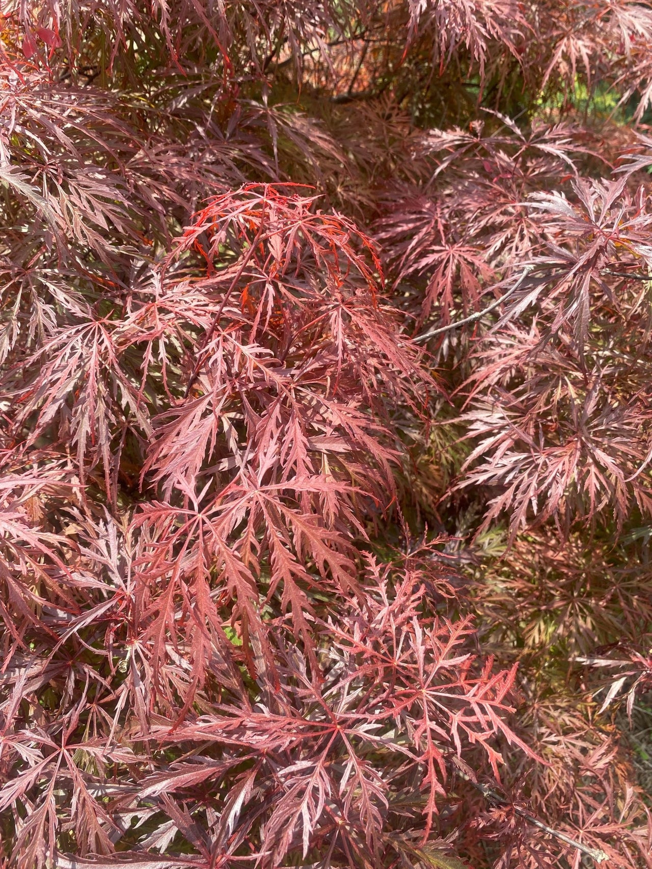 Acer palmatum 'Bewely's Red' Red Lace Leaf Japanese Maple - Maple Ridge Nursery