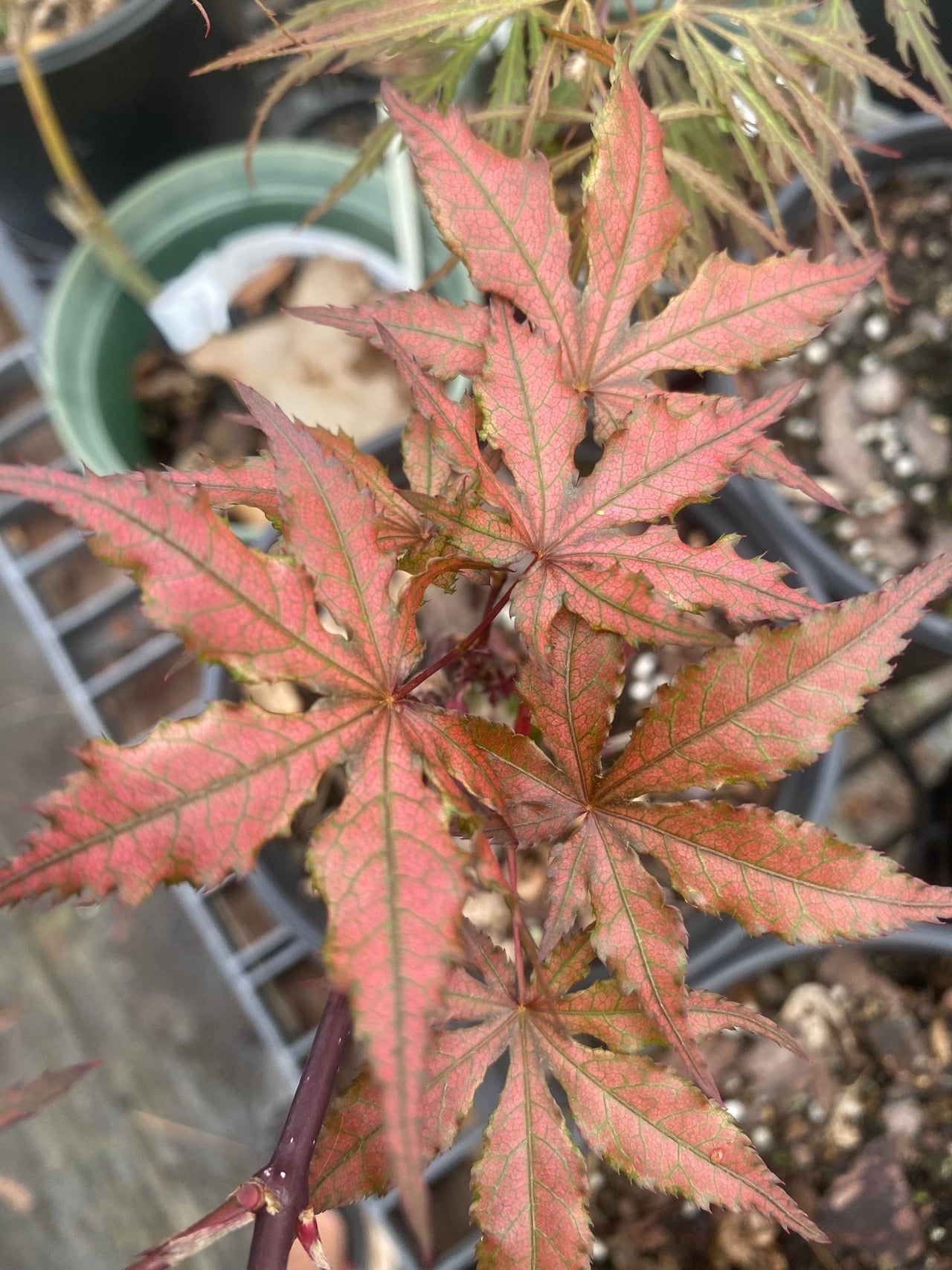 Acer palmatum 'Black Hole' Reticulated Japanese Maple - Maple Ridge Nursery