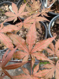 Thumbnail for Acer palmatum 'Black Hole' Reticulated Japanese Maple - Maple Ridge Nursery