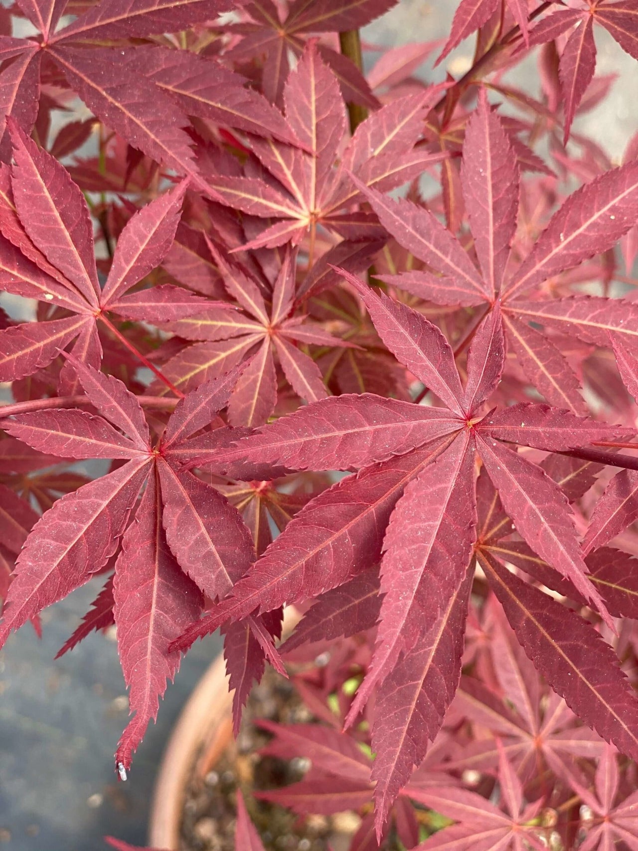 Acer palmatum 'Blackbeard's Gold' - mapleridgenursery