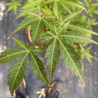 Thumbnail for Acer palmatum 'Blackbeard's Gold' - mapleridgenursery