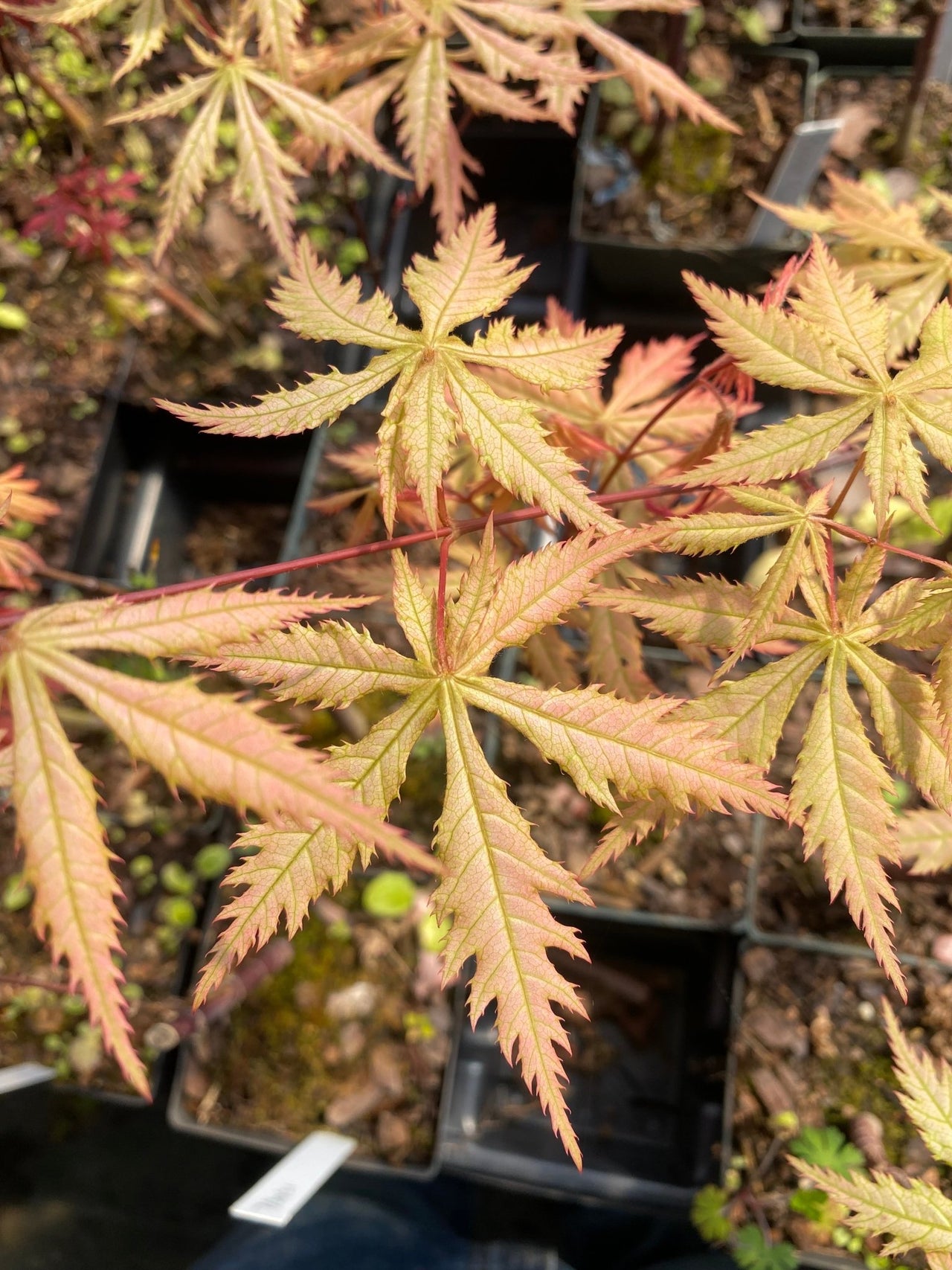 Acer palmatum 'Blonde Beauty' - mapleridgenursery