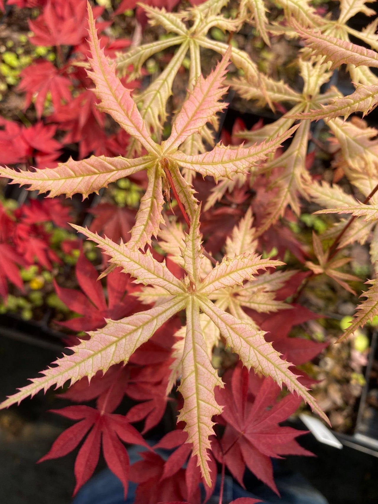 Acer palmatum 'Blonde Beauty' - mapleridgenursery