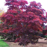 Thumbnail for Acer palmatum 'Bloodgood' - mapleridgenursery