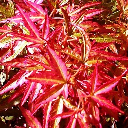 Acer palmatum 'Bonfire' - mapleridgenursery