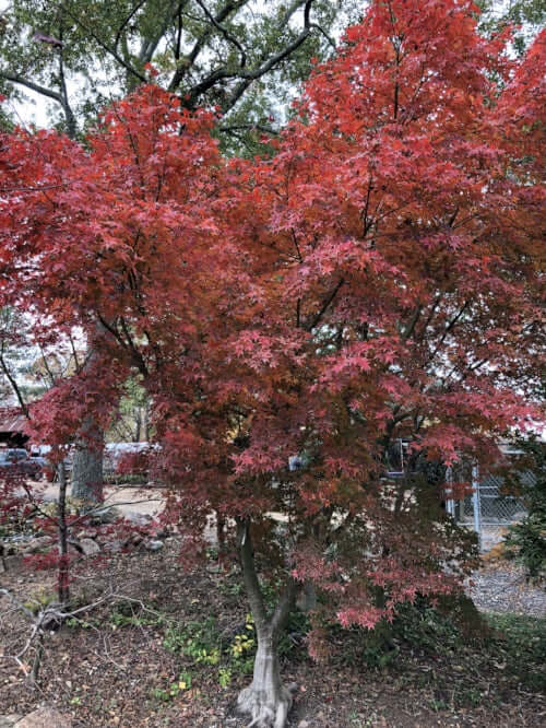 Acer palmatum 'Bonfire' - mapleridgenursery