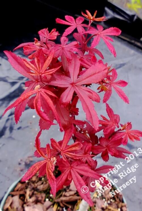 Acer palmatum 'Briella's Broom' - mapleridgenursery