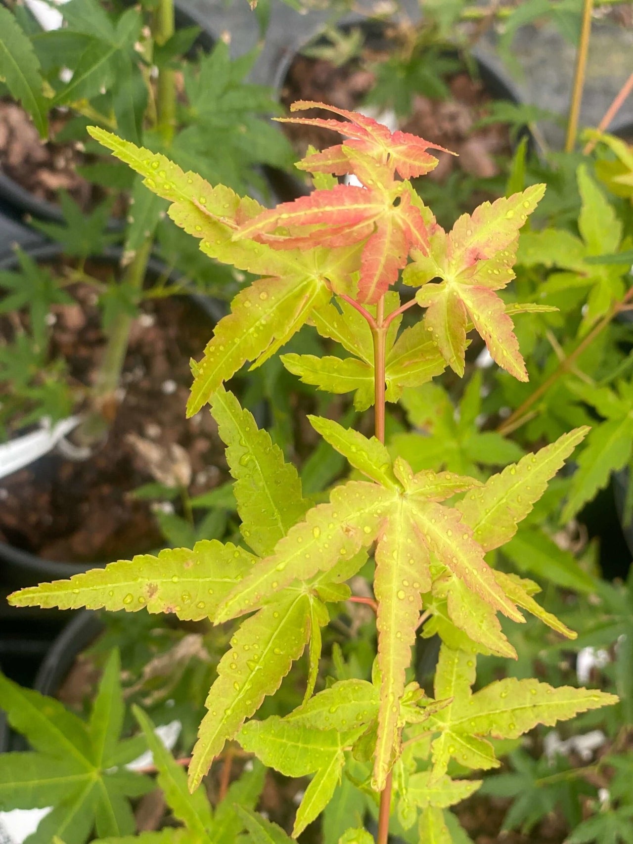 Acer palmatum 'Calico' - mapleridgenursery