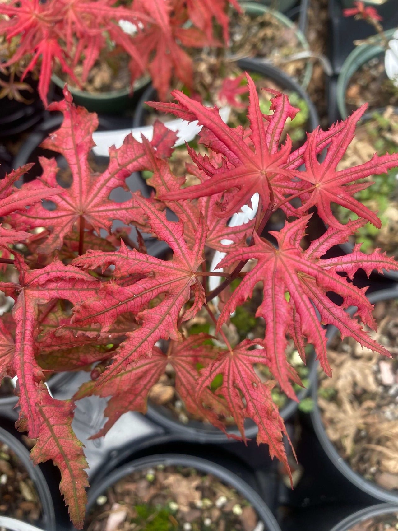 Acer palmatum 'Celebration' - mapleridgenursery