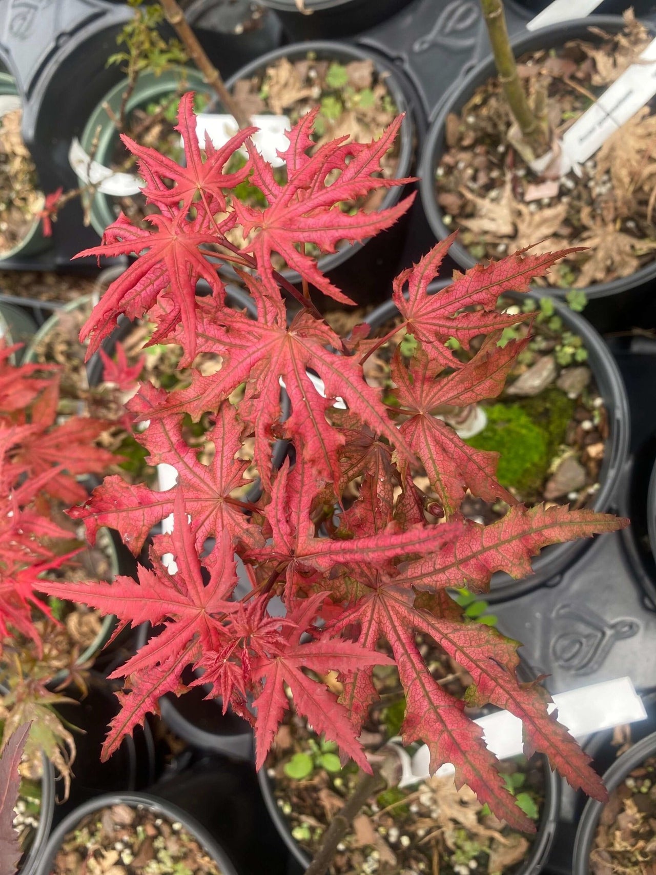 Acer palmatum 'Celebration' - mapleridgenursery