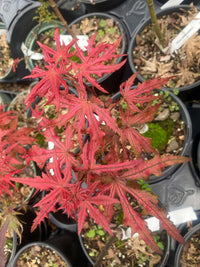 Thumbnail for Acer palmatum 'Celebration' - mapleridgenursery