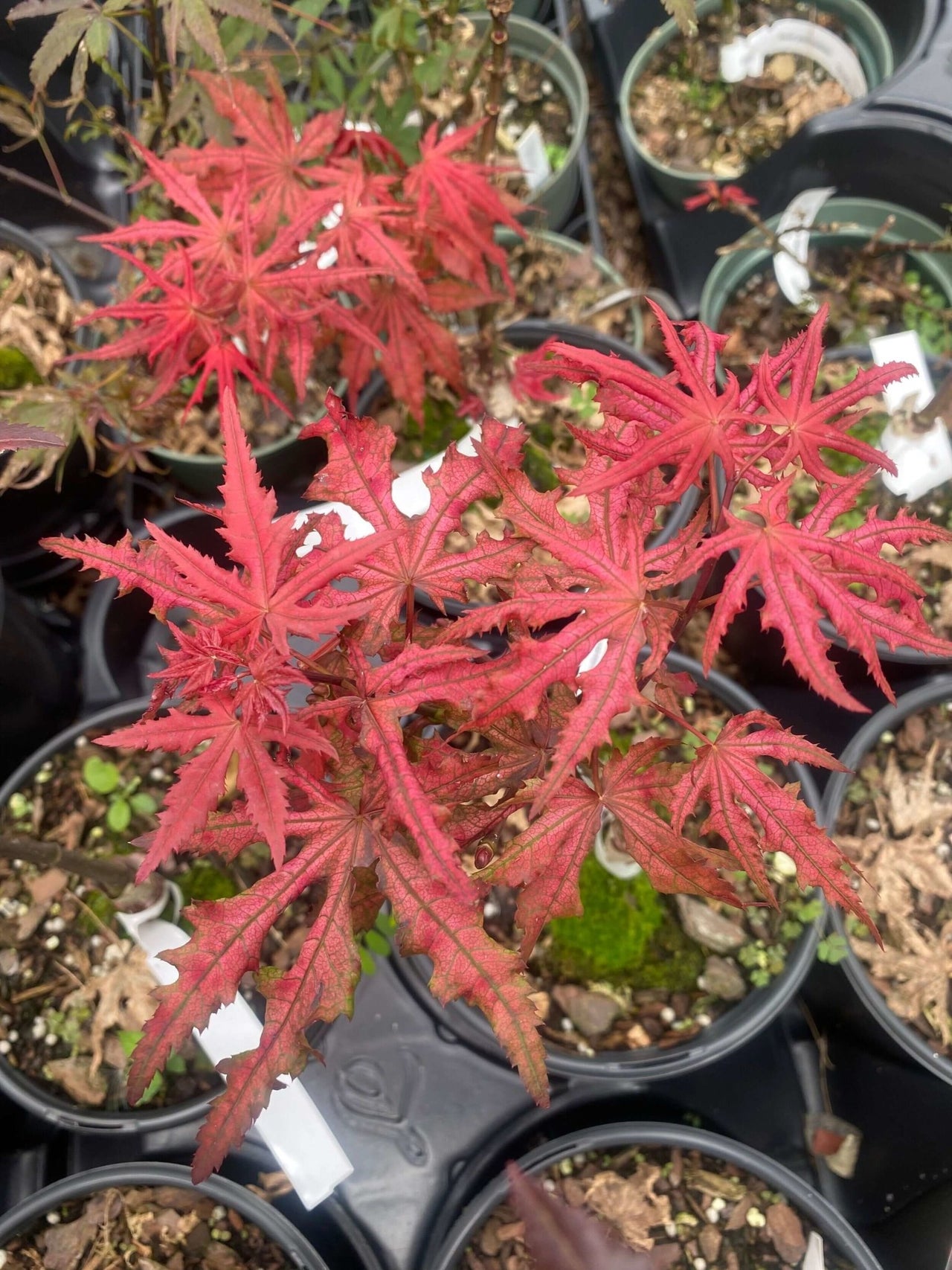 Acer palmatum 'Celebration' - mapleridgenursery