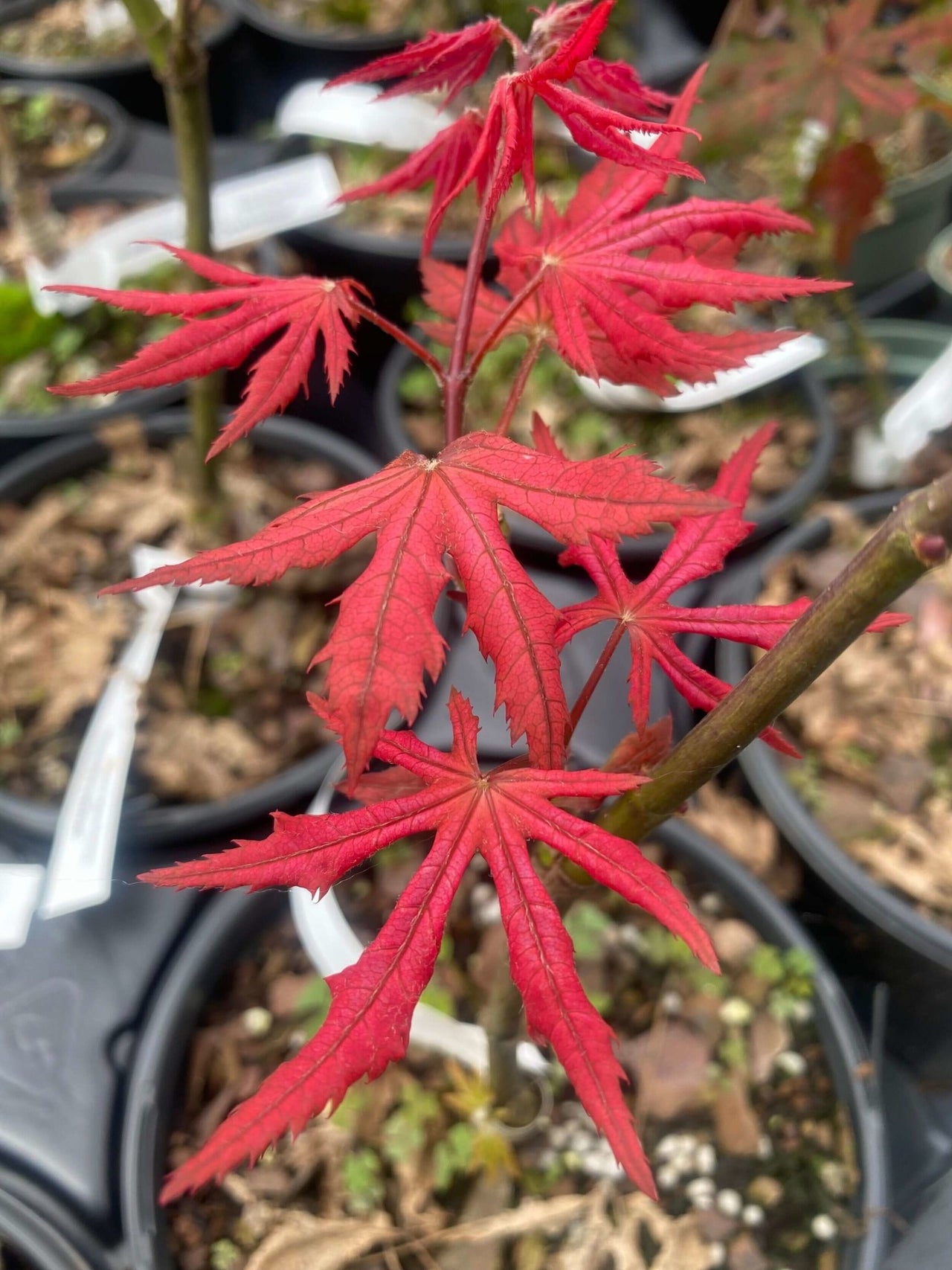 Acer palmatum 'Celebration' - mapleridgenursery