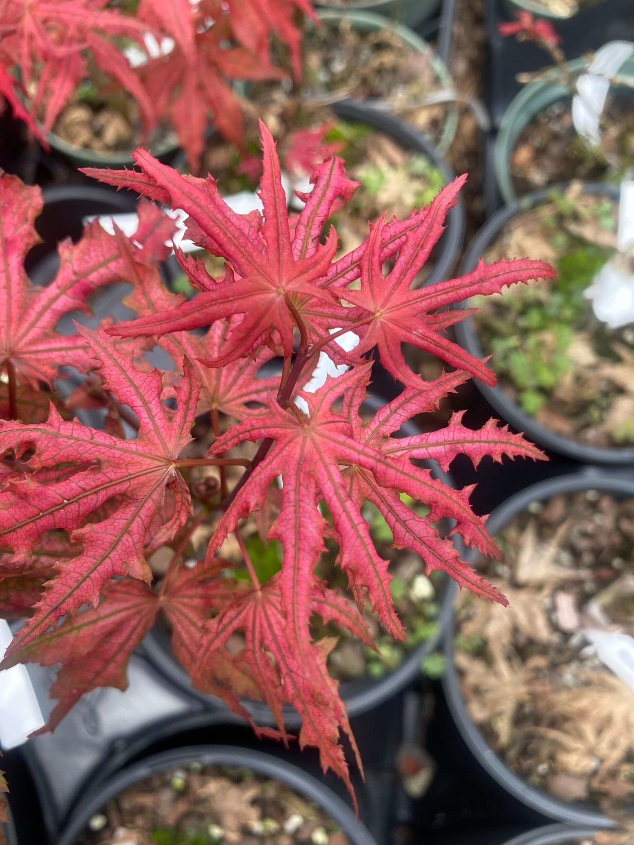 Acer palmatum 'Celebration' - mapleridgenursery
