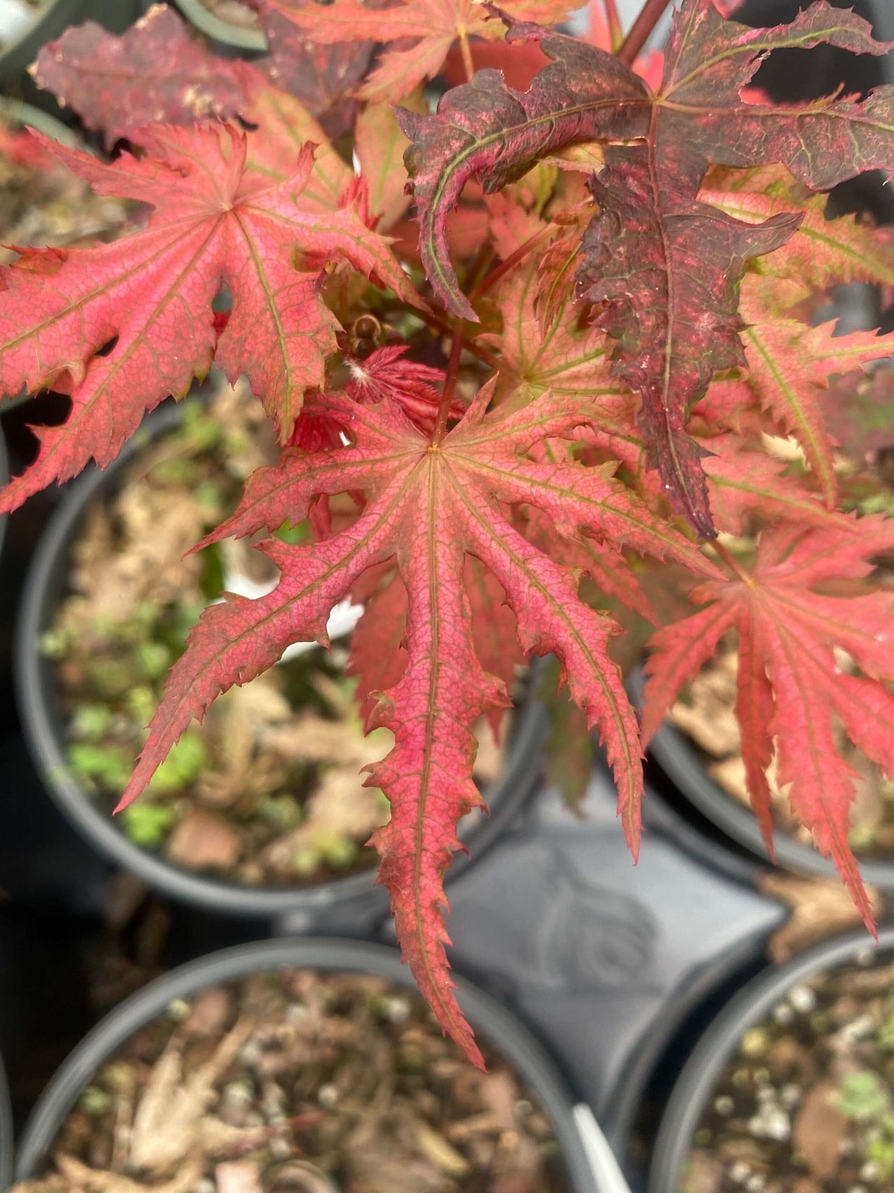 Acer palmatum 'Celebration' - mapleridgenursery