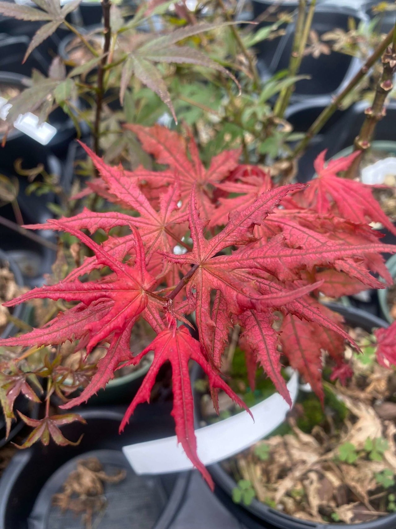Acer palmatum 'Celebration' - mapleridgenursery