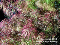 Thumbnail for Acer palmatum 'Chantilly Lace' - mapleridgenursery