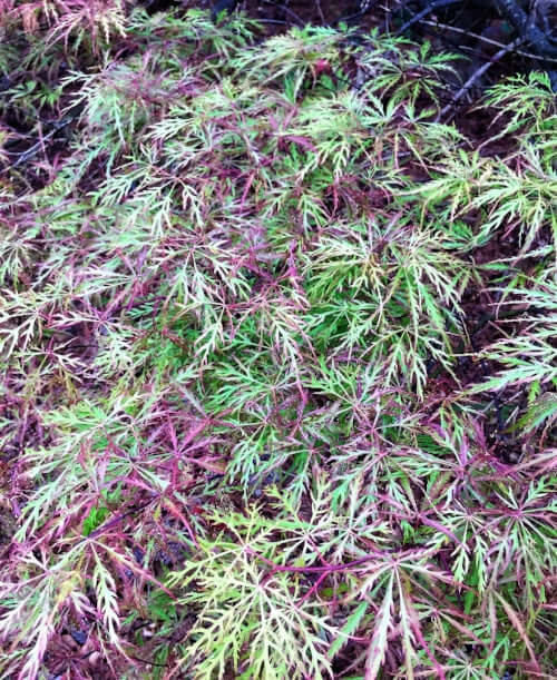 Acer palmatum 'Chantilly Lace' - mapleridgenursery