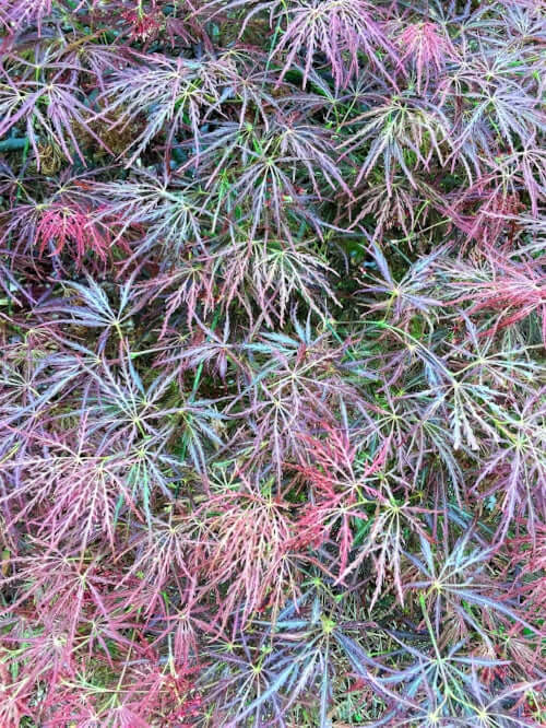 Acer palmatum 'Chantilly Lace' - mapleridgenursery