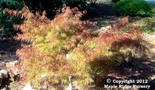Acer palmatum 'Chantilly Lace' - mapleridgenursery